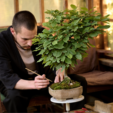 Bonsai: ghid de plantare si ingrijire